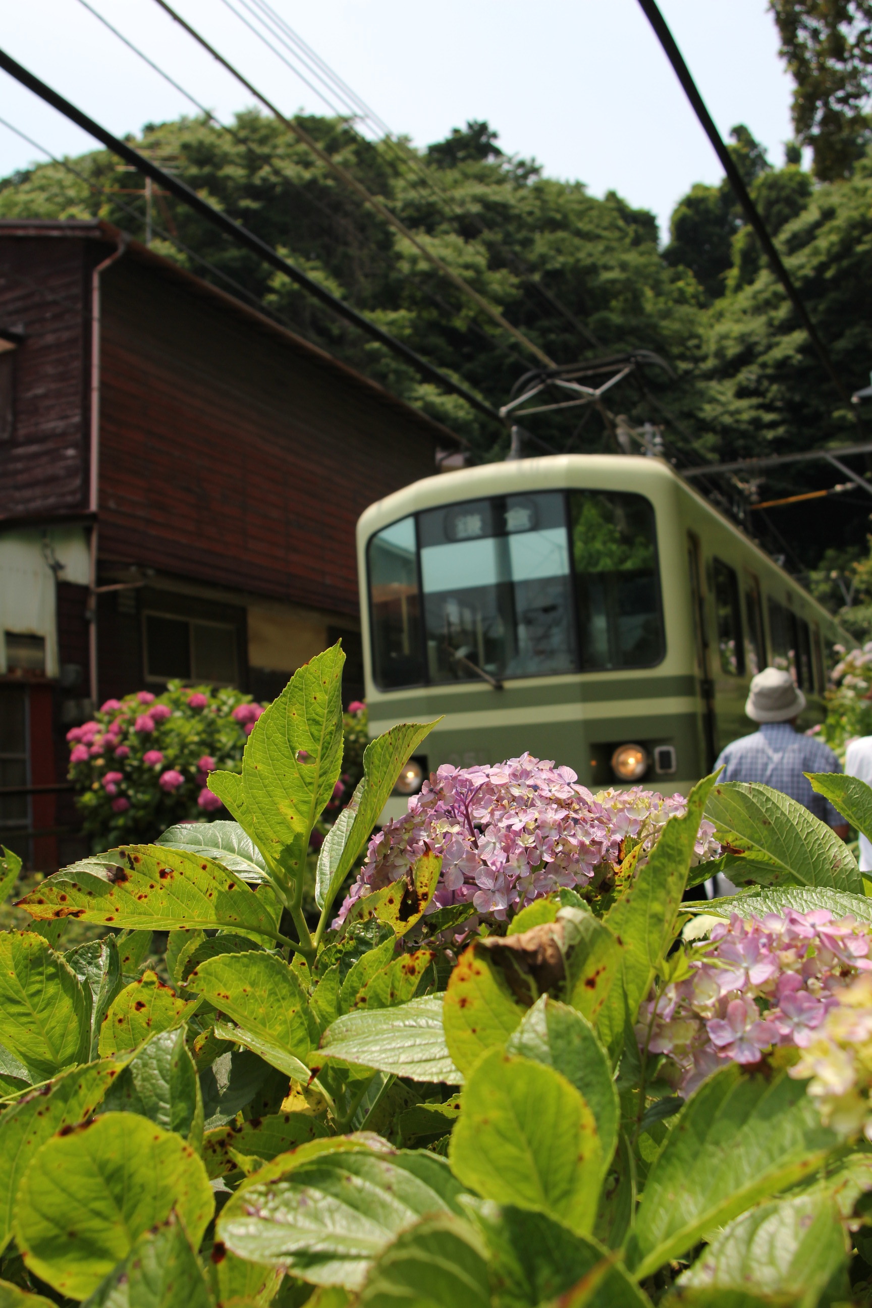 江の電 With Out 紫陽花 Shimousa的備忘録