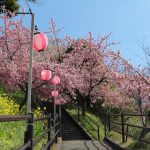 まつだ桜まつり