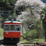 小田急と桜を撮る＠入生田
