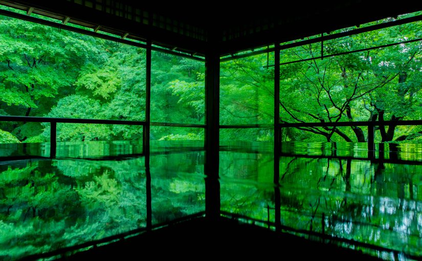 京都、瑠璃光院の青もみじ
